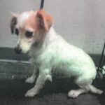 A2275957 is a Chihuahua.
