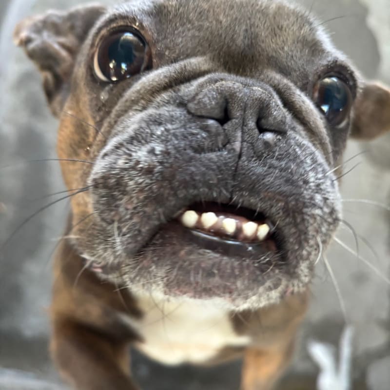 Dolce is a Bulldog, French.