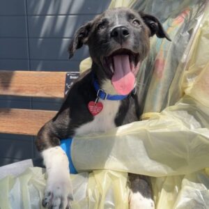Tiger is a Terrier, Pit Bull.