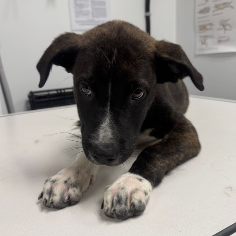 Tiger is a Terrier, Pit Bull.