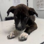 Tiger is a Terrier, Pit Bull.