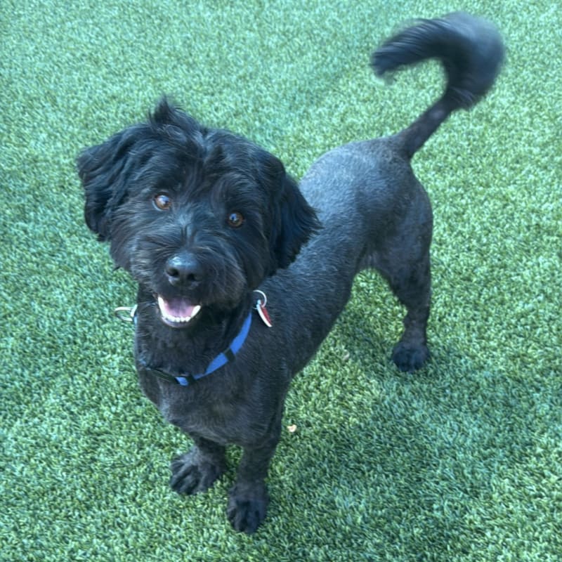 Oso is a Terrier.