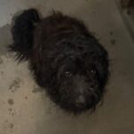Oso is a Terrier.