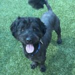 Oso is a Terrier.