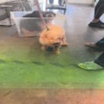 Cotton Ball is a Maltese.