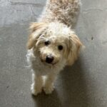 Canelo is a Terrier, Welsh.
