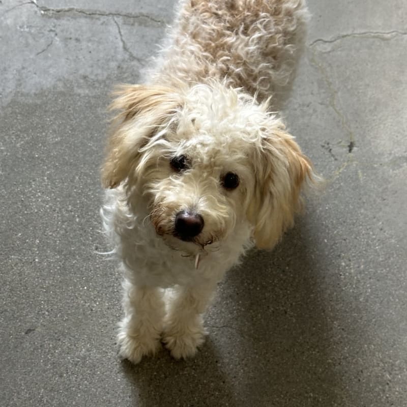 Canelo is a Terrier, Welsh.