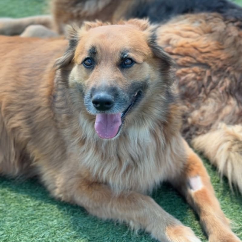Sullivan is a Retriever, Golden/Mixed Breed (Large).