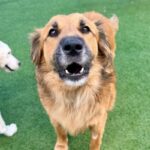 Sullivan is a Retriever, Golden/Mixed Breed (Large).