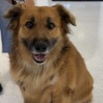 Sullivan is a Retriever, Golden/Mixed Breed (Large).
