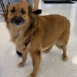 Sullivan is a Retriever, Golden/Mixed Breed (Large).