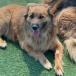 Sullivan is a Retriever, Golden/Mixed Breed (Large).