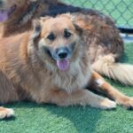 Sullivan is a Retriever, Golden/Mixed Breed (Large).