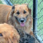 Sullivan is a Retriever, Golden/Mixed Breed (Large).