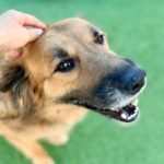 Sullivan is a Retriever, Golden/Mixed Breed (Large).