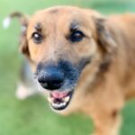 Sullivan is a Retriever, Golden/Mixed Breed (Large).