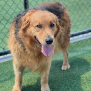 Chewie is a Retriever, Golden/Mixed Breed (Large).