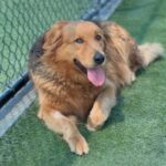 Chewie is a Retriever, Golden/Mixed Breed (Large).