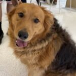 Chewie is a Retriever, Golden/Mixed Breed (Large).