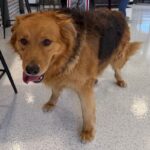 Chewie is a Retriever, Golden/Mixed Breed (Large).