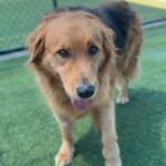Chewie is a Retriever, Golden/Mixed Breed (Large).