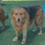 Chewie is a Retriever, Golden/Mixed Breed (Large).