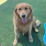 Chewie is a Retriever, Golden/Mixed Breed (Large).