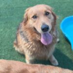 Chewie is a Retriever, Golden/Mixed Breed (Large).