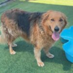 Chewie is a Retriever, Golden/Mixed Breed (Large).
