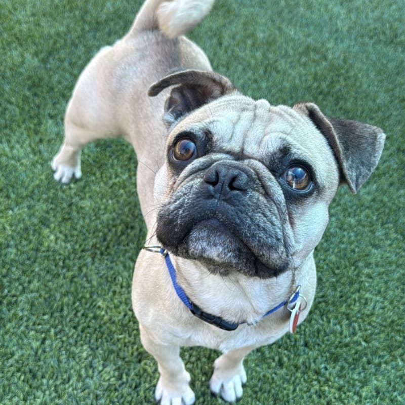 Walter is a Pug/Bulldog, French.