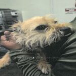 Lainey is a Lhasa Apso.
