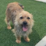 Lainey is a Lhasa Apso.