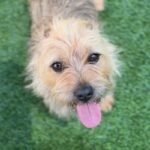 Lainey is a Lhasa Apso.