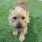 Lainey is a Lhasa Apso.