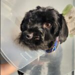Roki is a Lhasa Apso.