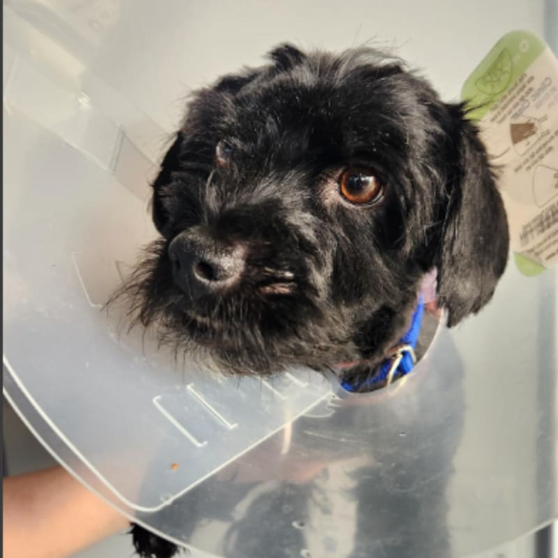 Roki is a Lhasa Apso.