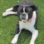 Eva is a Bulldog, French/Boxer.