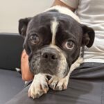 Eva is a Bulldog, French/Boxer.