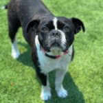 Eva is a Bulldog, French/Boxer.