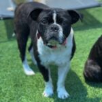 Eva is a Bulldog, French/Boxer.