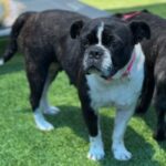 Eva is a Bulldog, French/Boxer.