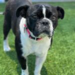 Eva is a Bulldog, French/Boxer.