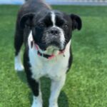 Eva is a Bulldog, French/Boxer.
