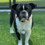 Eva is a Bulldog, French/Boxer.