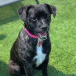 Ivy is a Bulldog, French/Chihuahua.