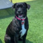 Ivy is a Bulldog, French/Chihuahua.