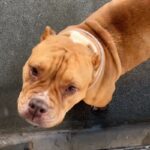 Sugar is a Bulldog.