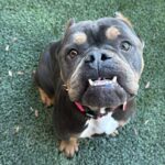 Fancy is a Bulldog.
