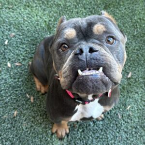 Fancy is a Bulldog.