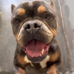 Fancy is a Bulldog.